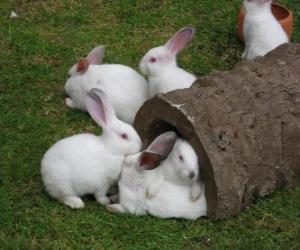 пазл Белый Кролик группы